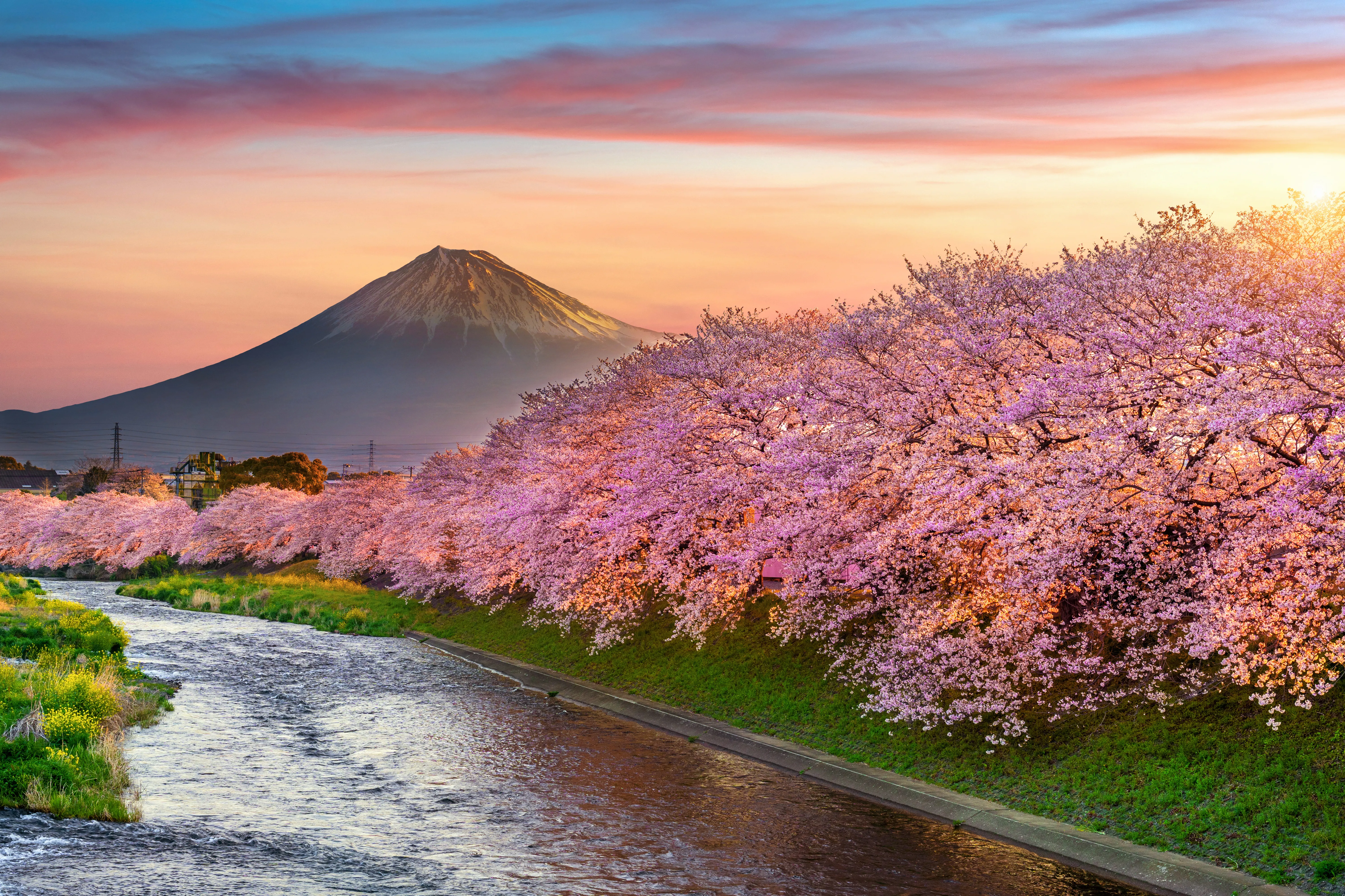 Japan Cherry Blossom Short Getaway